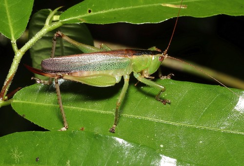 Eschatoceras nigrovittatus