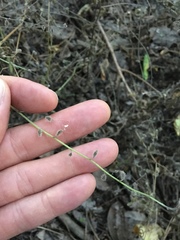 Myosotis macrosperma