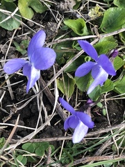Viola reichenbachiana