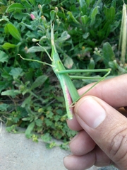 Acridinae