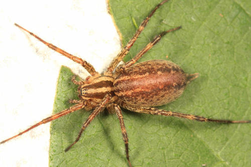 Potter's Grass Spider