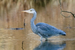Ardea cinerea
