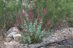Penstemon stephensii