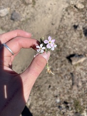 Phlox stansburyi