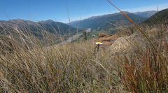 Celmisia spectabilis