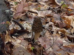Morchella angusticeps