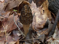 Morchella angusticeps