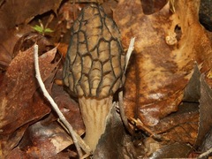 Morchella angusticeps