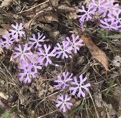 Phlox bifida