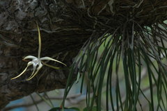 Brassavola cucullata