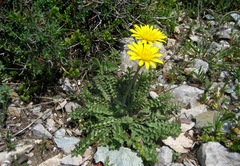 Hyoseris radiata