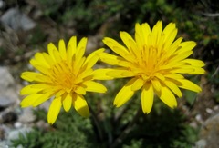 Hyoseris radiata