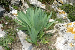 Pancratium illyricum