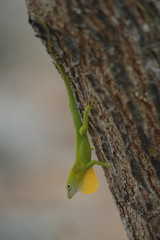 Anolis kahouannensis