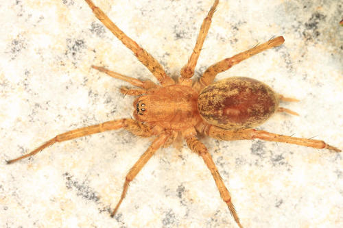Utah Funnelweb Spider