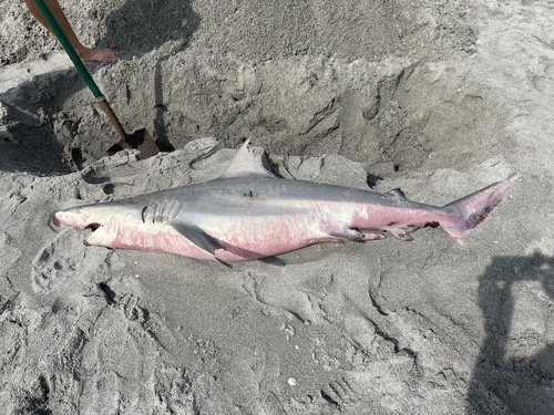 Common Blacktip Shark (Carcharhinus limbatus), a species recorded in Florida