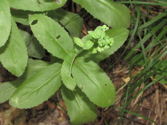 Hylotelephium maximum maximum