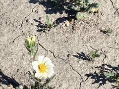 Layia pentachaeta albida