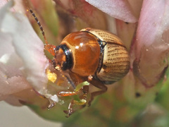 Cryptocephalus fulvus