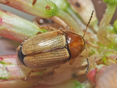 Cryptocephalus fulvus