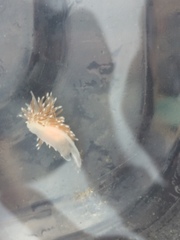 Cuthona divae