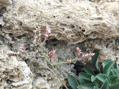 Limonium ramosissimum