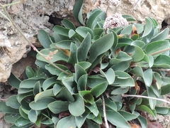 Limonium ramosissimum