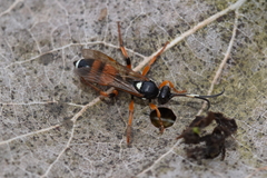 Ichneumon sarcitorius