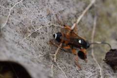 Ichneumon sarcitorius