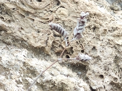 Limonium ramosissimum