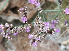 Limonium ramosissimum