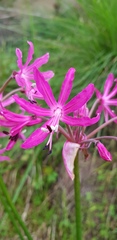 Nerine