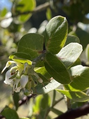 Arctostaphylos purissima purissima