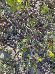 Arctostaphylos purissima purissima