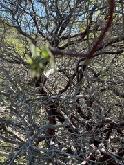 Arctostaphylos purissima purissima