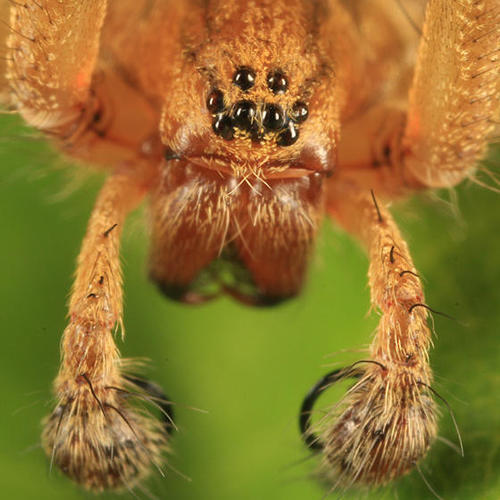 Utah Funnelweb Spider