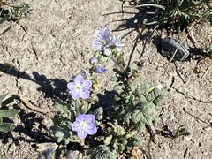 Phacelia douglasii