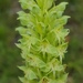Small Green Ghost Orchid - Photo (c) Pieter, some rights reserved (CC BY-NC), uploaded by Pieter