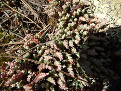 Sedum brevifolium