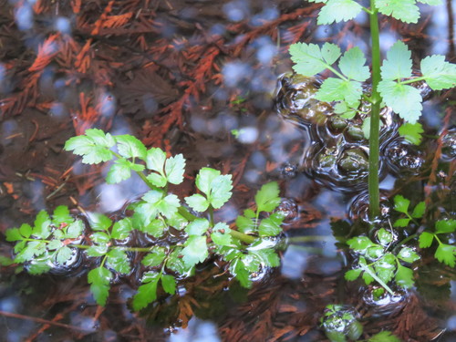 Water parsely foliage