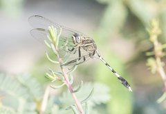 Orthetrum sabina