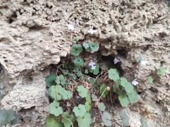 Cymbalaria muralis