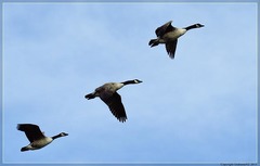 Branta canadensis maxima
