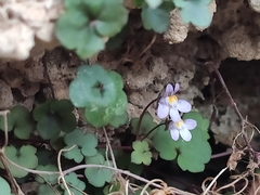 Cymbalaria muralis