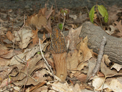Morchella angusticeps