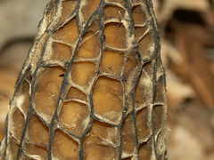 Morchella angusticeps