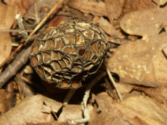 Morchella angusticeps