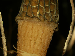 Morchella angusticeps
