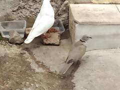Streptopelia decaocto