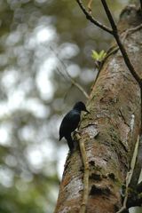 Melanerpes herminieri